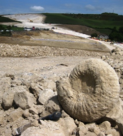 Titanites sp., emerging from excavations in the Portland Stone Formation, Weymouth Relief Road. Photo - Richard Edmonds